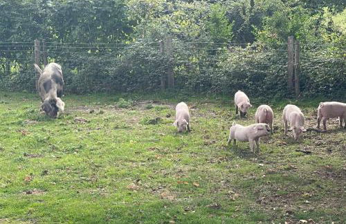 In the heart of the Town centre Ringwood, New Forest - Star Cottage - Foto 38