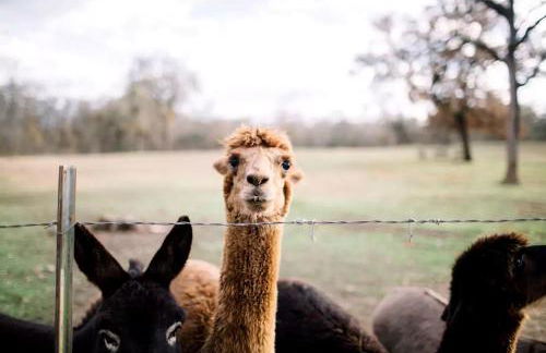 Beautifully Furnished Bell Tent Rental for a Vacation in Elgin, Texas - Foto 21