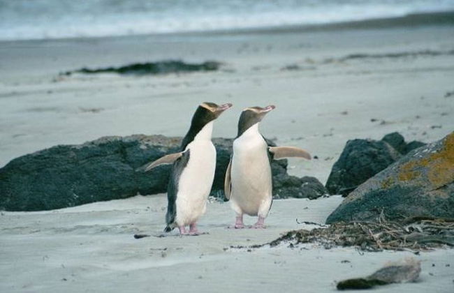 Catlins Newhaven Holiday Park - Foto 38