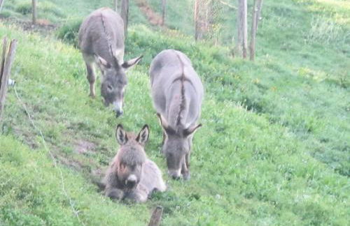 Gîte de France à Lissac sur Couze 3 épis - Gîte de France 4 personnes MAE-6524 - Foto 49
