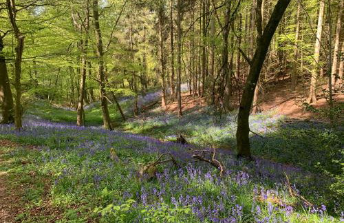 The Little Orchard - Foto 23