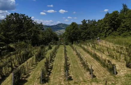 Agriturismo Il Respiro del Bosco - Foto 10