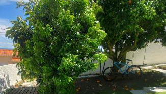 Casa da Laranjeira, perto de Obidos, Budha Eden, Dinossauros parque - Foto 5, Garden, Garden view