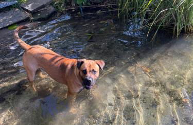 Trentseeparadies - Foto 18