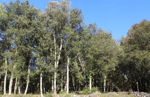 Maison de plain-pied près de Sarlat avec terrasse et barbecue - FR-1-616-28 - Foto 14