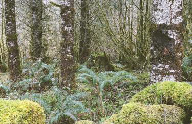 Enchanting Private Forest Retreat near Mt Rainier - Foto 57