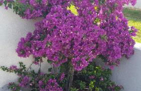 Les bougainvilliers - Foto 27