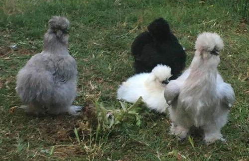 Agriturismo il Podere Vedelago con San Bernardo, Alpaca e una Pentola di cose da scoprire - Foto 31