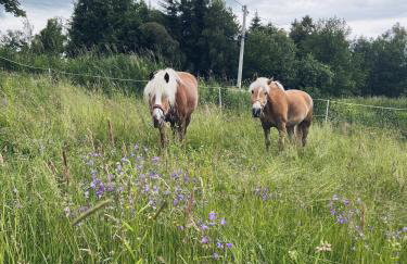 DOMEK LUBENIA - Foto 32