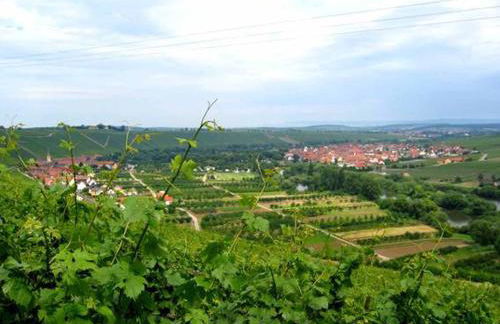 Ferien- und Winzerhof Ute Braun - Foto 29