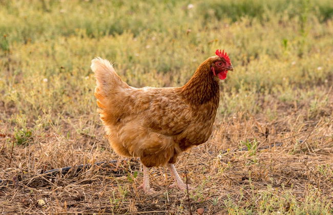 Agriturismo Casale degli Ulivi - Foto 47