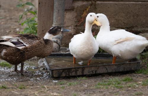 Bryn Y Garreg Cottage - The Wireless Tech Free Farm - Photo 45