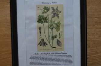 Alte Brennerei Schloss Zehista OG Akelei - Photo 16