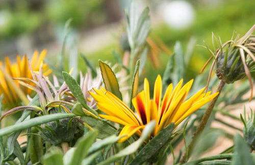 Mirsini Apartments - Foto 38