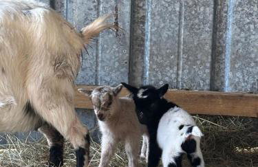 Domaine Le Pineau Private Pool & Nordic Jacuzzi Loire Valley - Foto 33