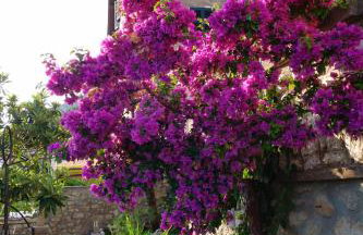 Villa Matilda - Photo 14