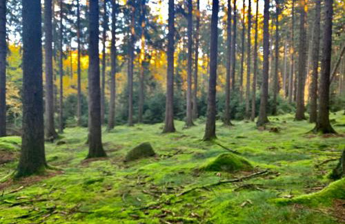 Ferienhaus Jägerhaus Oppach Privathaus - Foto 13