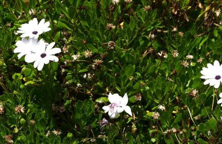 Les Notes de Granit - longère en pierre - Foto 32