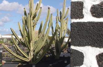 Casa Rural Finca Isabel - Foto 13