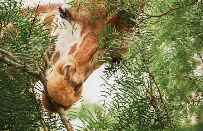 Blue Hills Ranch - Foto 72