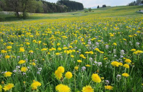 Ferienwohnung Allgäuer Bergwelt - Photo 16