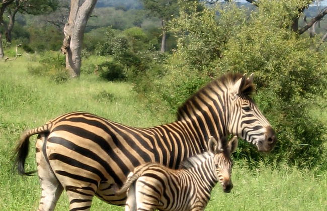 3 bed Bush-tent Under 3 Trees, for Couple Plus Chaperone Free Lionhyena Sounds - Foto 27