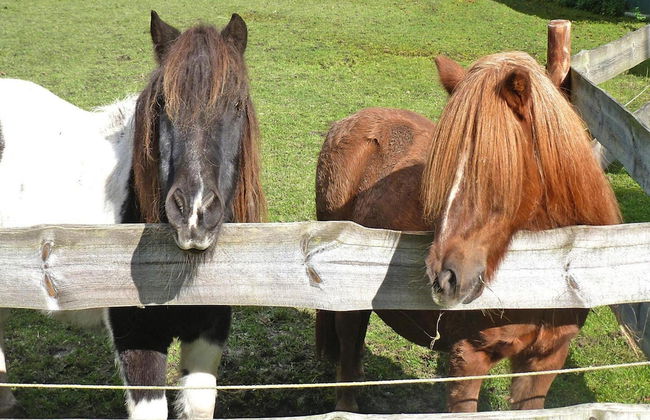 Ferienhof Landhaus Markus, Suderschwei - Foto 13