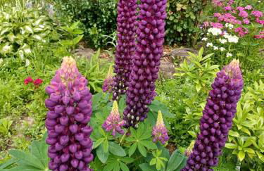 Casa Bresadola - Pellizzano - Foto 29