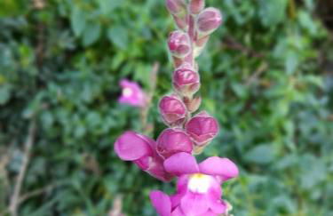 Casa do Canto - Uma casa no campo, perto da praia. - Foto 25