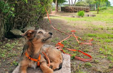 Ferienhaus Blaue Blume mit 11 kW Ladestation, Kamin, Terrasse, eingezäuntem Garten, Sauna, WLAN, Netflix, 2 Hunde willkommen! - Foto 60