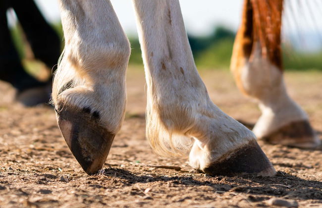 Sierra de Grazalema Horse Riding Tour - Foto 6