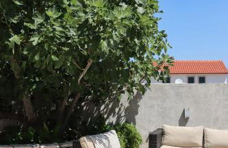 Fig Tree - Photo 80