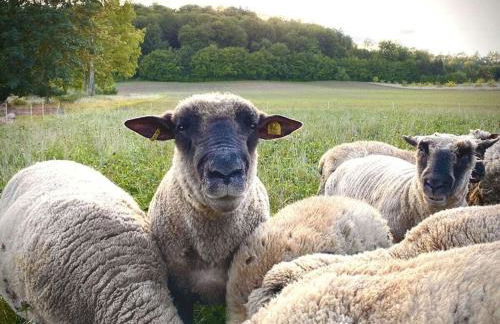 Boswachtershuis Goed Malberg - Foto 19