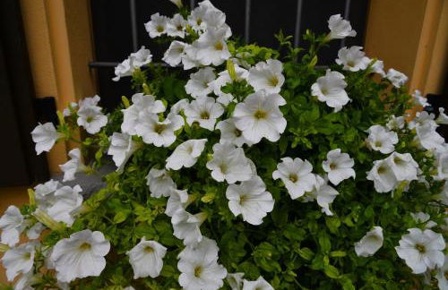 Agriturismo Flabeto - Foto 71