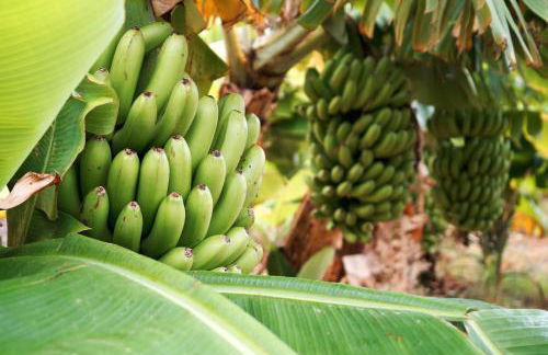 Finca Ecológica Quinta Los Tizones - Foto 66