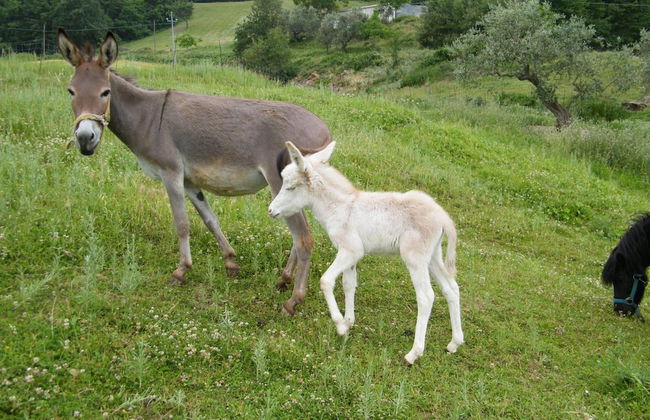 Agriturismo La Vecchia Fontana - Photo 69