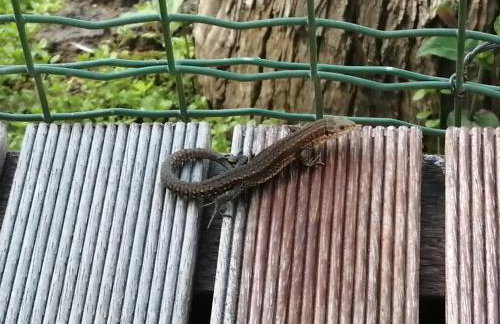 Ferienhaus ROSENHOF Vulkaneifel - Foto 25