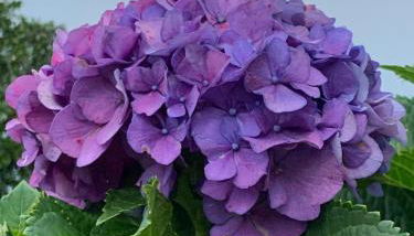 Foresterie MAGNOLIA - Foto 3