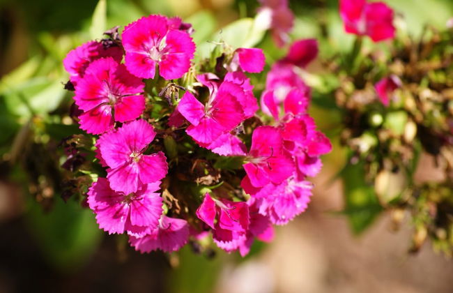 Junee Tourist Park - Photo 74