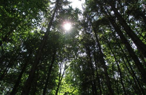 Lilias Ferienwohnung - Foto 24