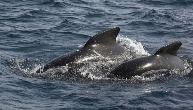 Gibraltar Dolphin Watching Tour - Foto 3