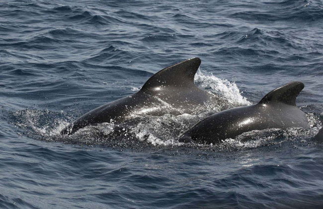 Gibraltar Cable Car Ticket + Dolphin Watching - Photo 3