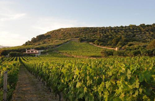 Casa nel vigneto con vista mare - Foto 1