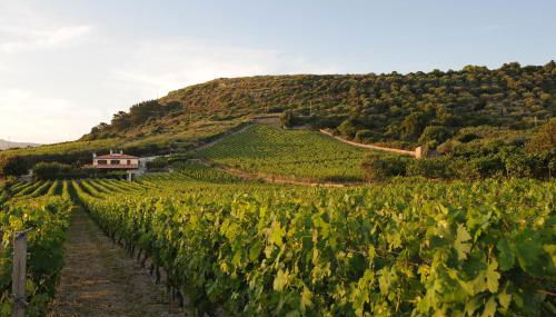 Casa nel vigneto con vista mare - Foto 1, Other