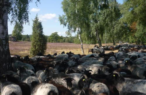 Ferienwohnungen Heideidylle - Foto 16