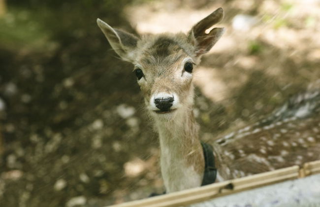 Il Borgo Incantato Dependance - Photo 20