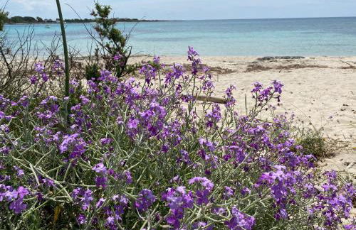 Villa Odetta - appartamento Limonaia - Foto 30