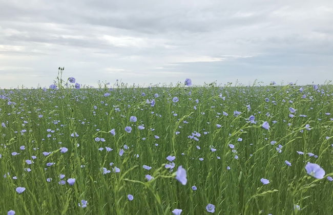 Parc Beausejour Dieppe - Foto 45