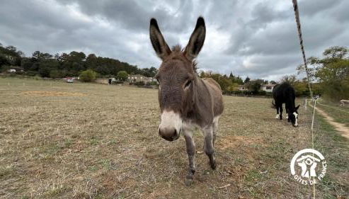 Chateau st-auriol - magnanerie - Photo 4