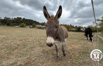 Chateau st-auriol - le caviste - Foto 6